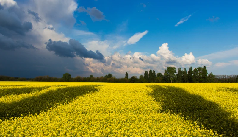'Stand with Ukraine'. Photo by Kostiantyn Stupak from Pexels (Green Field Under White And Blue Clouds During Daytime - 190340)